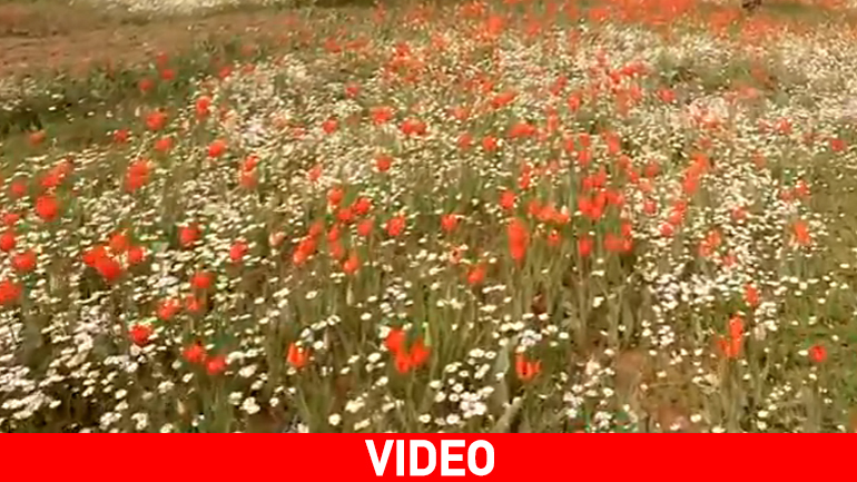 Οι… λαλάδες της Χίου κλέβουν τις εντυπώσεις