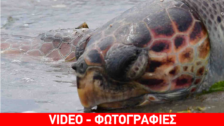 Αργολίδα: Νεκρή θαλάσσια χελώνα στη Νέα Κίο