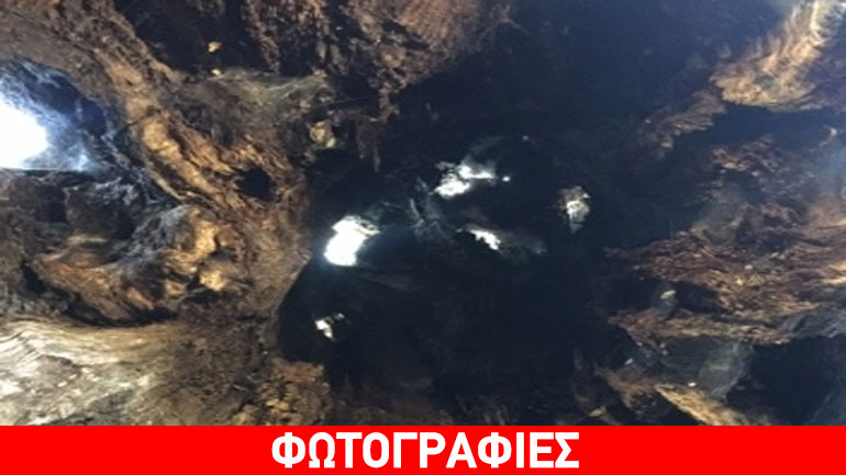 Τεράστιο πουρνάρι μπορεί να φιλοξενήσει 10 άτομα