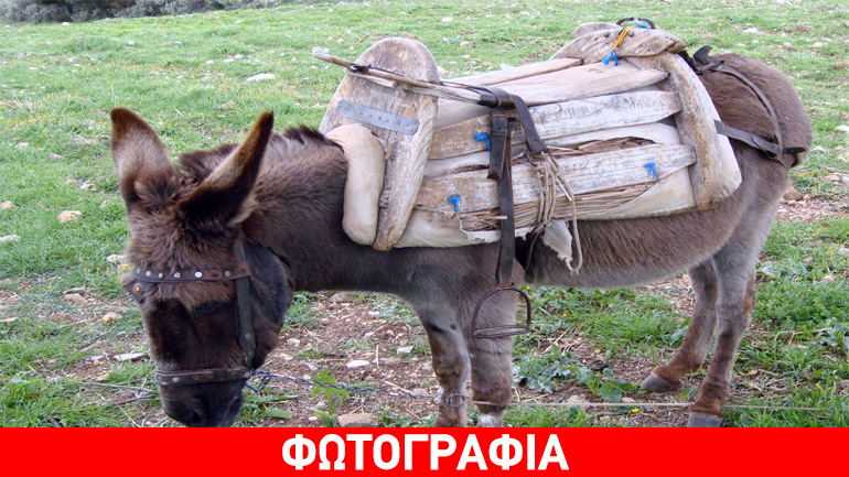 Το γαϊδουράκι που έκλεψε την παράσταση στην ουρά του ΑΤΜ