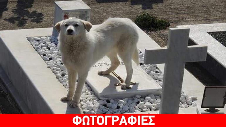 Άρτα: Σκυλίτσα περιμένει στον τάφο του αφεντικού της