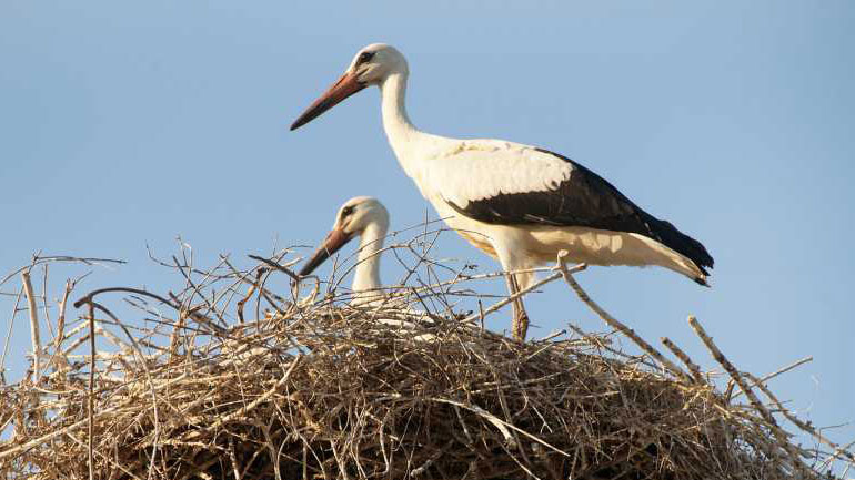 Στο Κλειδί Ημαθίας οι πελαργοί φέρνουν την άνοιξη