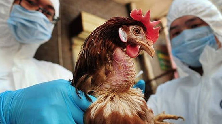 Κοζάνη: Επιβεβαιωμένο κρούσμα γρίπης των πτηνών σε μικρή μονάδα πουλερικών στην Ακρινή