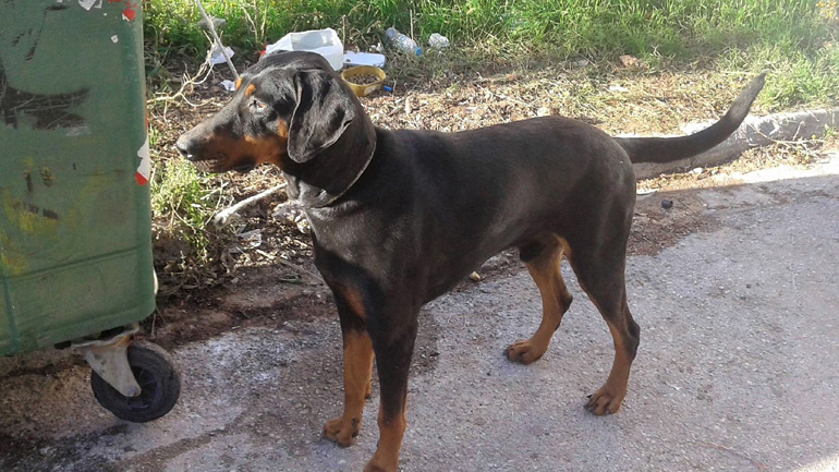 Υιοθετήστε τον Άρη