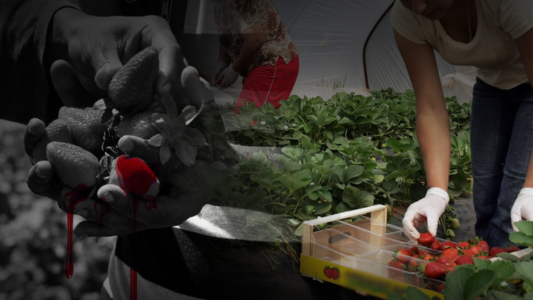 “Καμπάνα” 1 εκατ. ευρώ για τη Μανωλάδα “Καμπάνα” 1 εκατ. ευρώ για τη Μανωλάδα