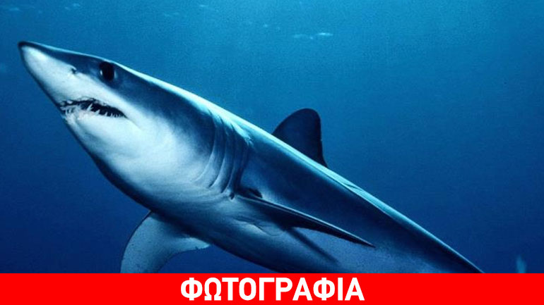 Κύπρος: Καρχαρίας δύο μέτρων πιάστηκε στα δίχτυα ψαράδων στη Πάφο