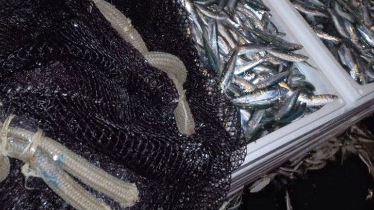 Κατάσχεση αλιευμάτων και παράνομων αλιευτικών εργαλείων στην Αλεξανδρούπολη