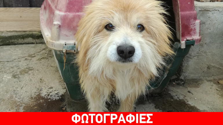 Μικρόσωμα ημίαιμα γκριφονάκια ψάχνουν για σπίτι