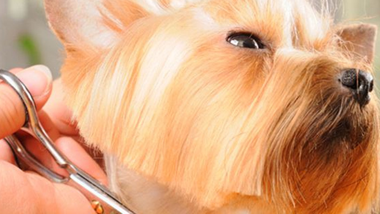 Ποια περιποίηση καθημερινή έχει ανάγκη ο σκύλος μου;