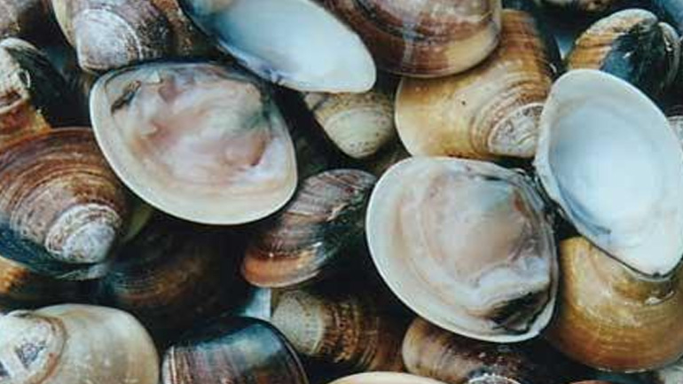 Κατασχέθηκαν όστρακα ακατάλληλα για κατανάλωση