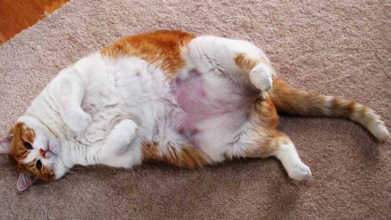 Όσα πρέπει να γνωρίζετε για την υπέρβαρη γάτα