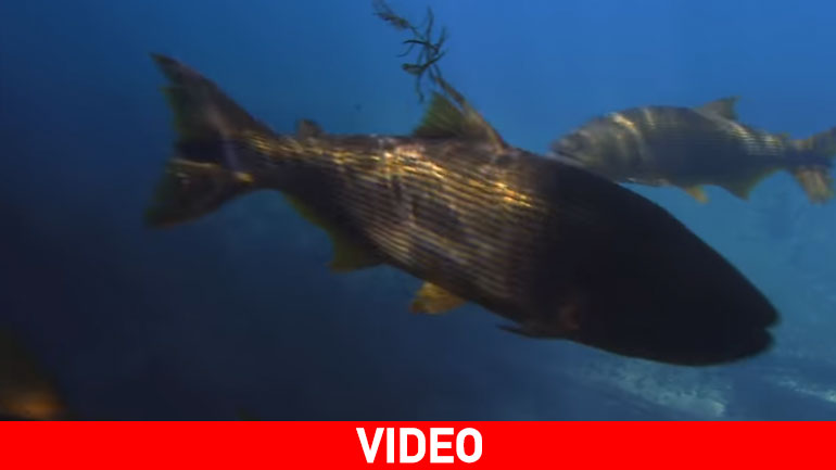 Πιράνχας εν ώρα φαγητού