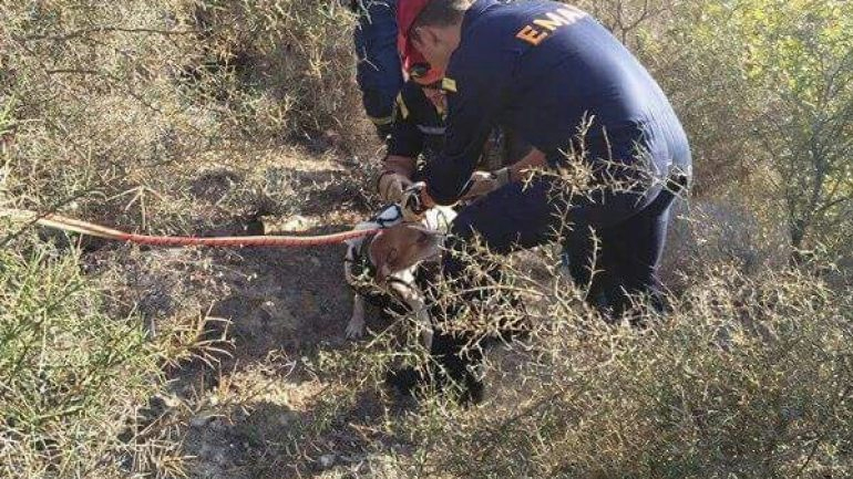 Κρήτη: Η 3η ΕΜΑΚ διέσωσε δύο σκυλάκια και ένα γατάκι