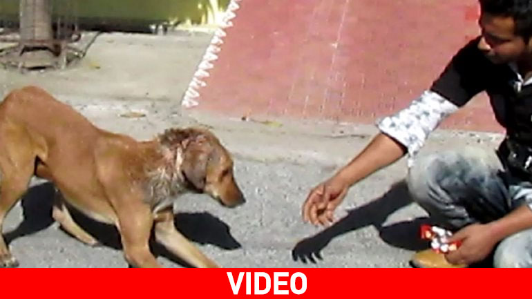 Η αγάπη κάνει θαύματα – Απόδειξη αυτός ο σκύλος