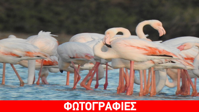 Μαγευτικό θέαμα στη Νάξο: 90 πανέμορφα φλαμίνγκο στη Μικρή Βίγλα
