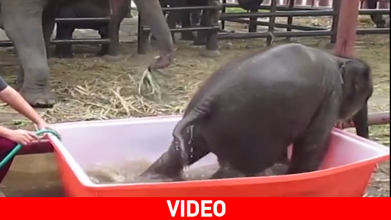 Ελεφαντάκι κάνει μπάνιο και τρελαίνει το διαδίκτυο
