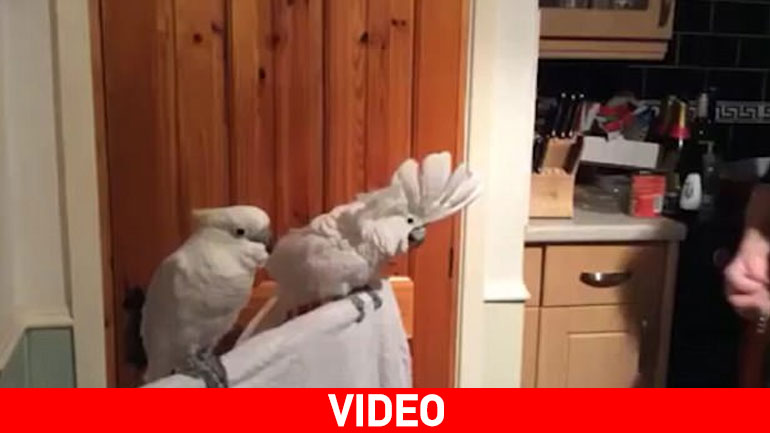 O παπαγάλος που λατρεύει τον Έλβις Πρίσλεϊ