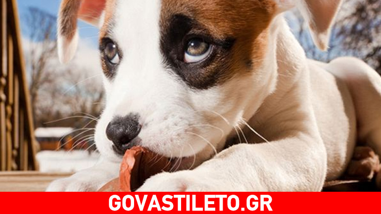 Μπορεί το σκυλί μου να γίνει χορτοφάγο;