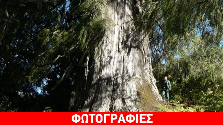 Μετρήθηκαν περισσότερα από 60.000 είδη δένδρων στη Γη