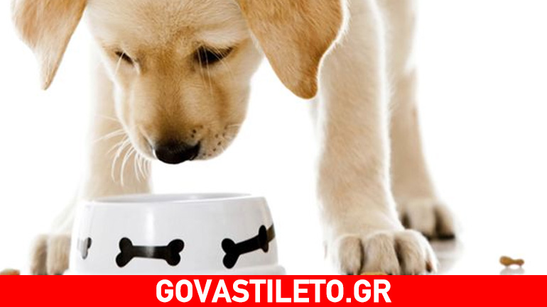 Ποιοι τύποι τροφής για σκύλους υπάρχουν στο εμπόριο;
