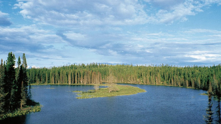 Έρευνα: Η Βιομηχανική Επανάσταση οδήγησε σε αύξηση της φωτοσύνθεσης των φυτών κατά 30%