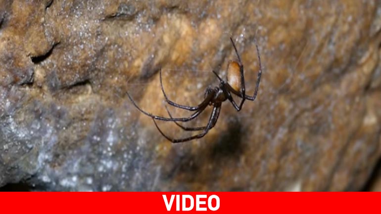 Το Σπήλαιο Κάψια της Αρκαδίας σε ένα εκπληκτικό βίντεο