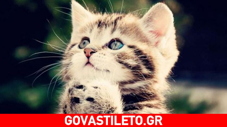 Γάτα: Ενδείξεις κακής υγείας