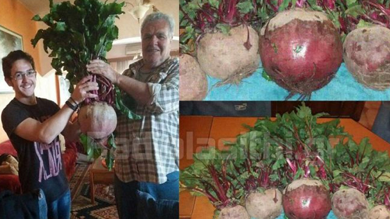 Παντζάρι-γίγας στην Κρήτη