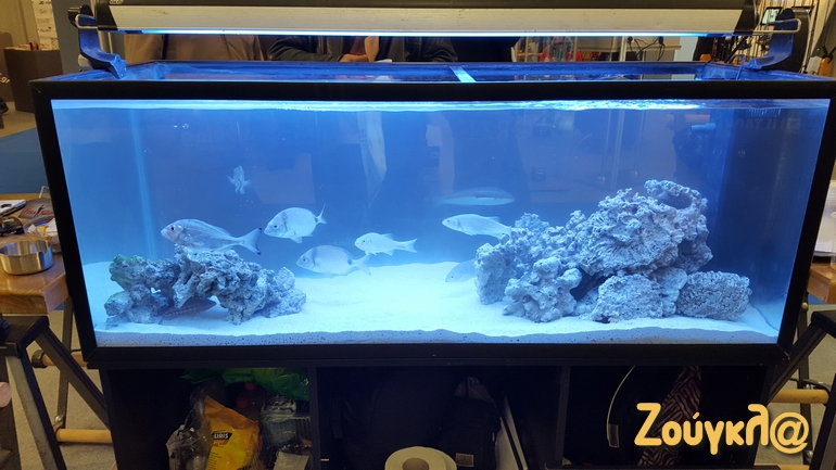 Λύσεις και σε όσους έχουν ενυδρεία! 