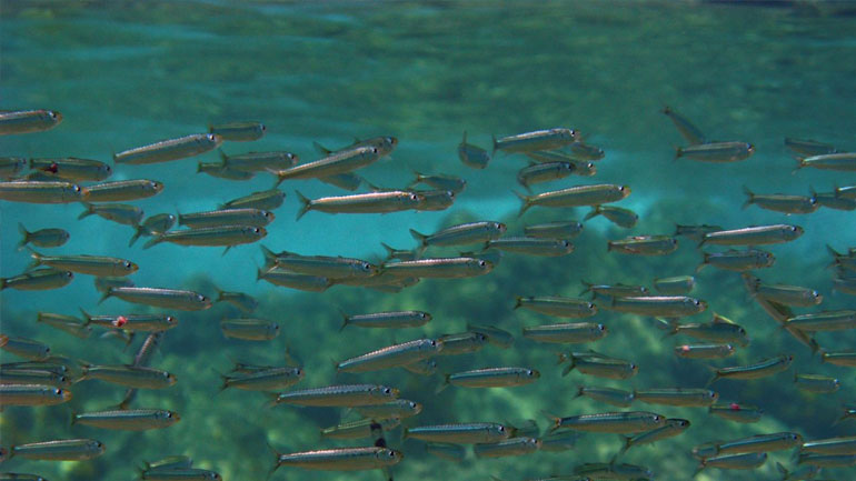 Έρευνα: Η Μεσόγειος έχασε το 41% των θαλάσσιων θηλαστικών και τo 34% των ψαριών της