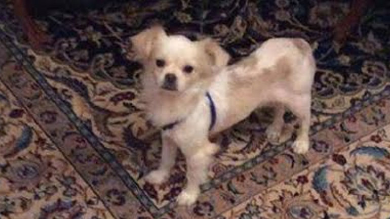 Χάθηκε πεκινουά στο Μαρούσι