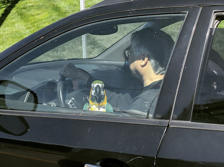 Παπαγαλάκια...