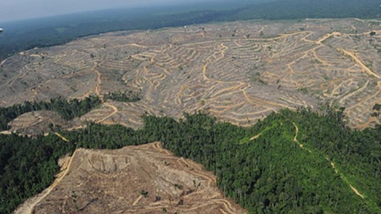 WWF Ελλάς: Η Κυβέρνηση επιβραβεύει την παρανομία στα δάση