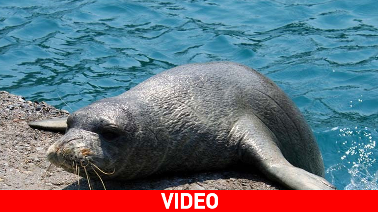 Φώκια εμφανίστηκε στο λιμάνι του Ναυπλίου