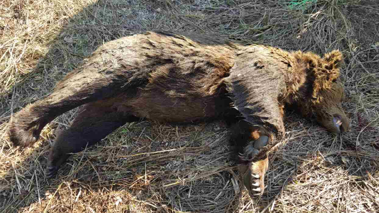 Νεκρή αρκούδα στη Φλώρινα, πιθανότατα δηλητηριασμένη