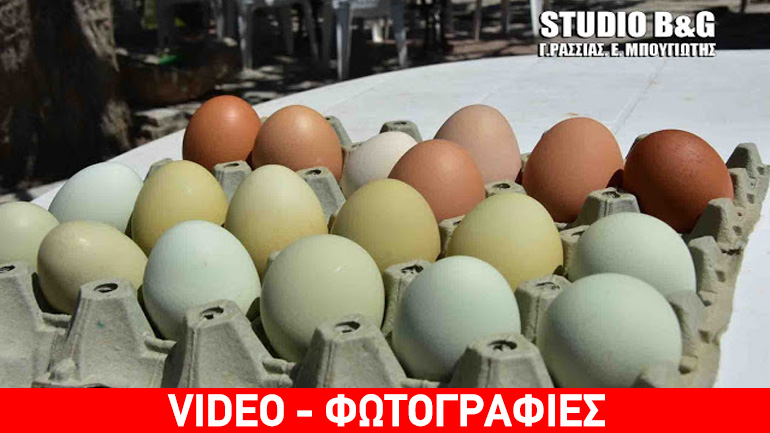 Κότες στο Ναύπλιο γεννούν πράσινα αυγά