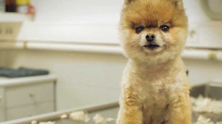 Έχει ο σκύλος μου αλλεργία;