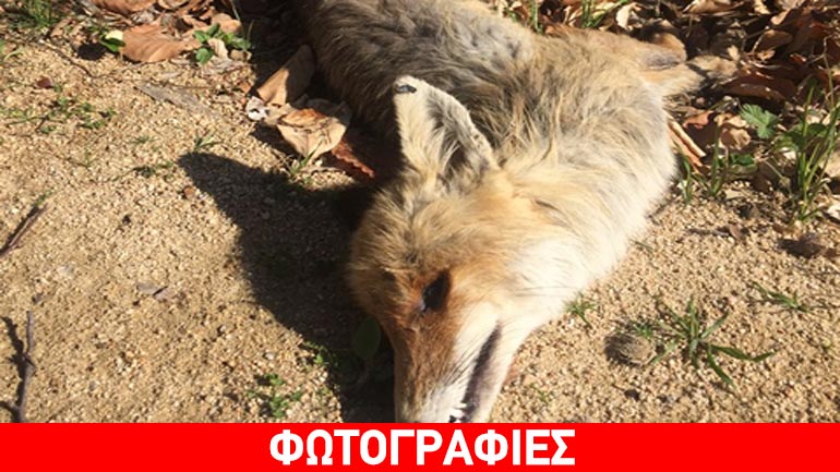 Πετάνε φόλες στη Νυμφαία Κομοτηνής – δύο νεκρά ζώα