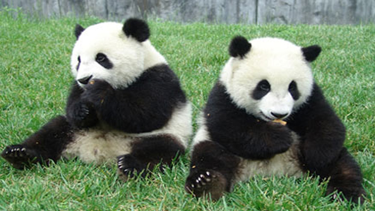 Δύο γιγαντιαία πάντα θα παραμείνουν για 15 χρόνια σε ολλανδικό ζωολογικό κήπο