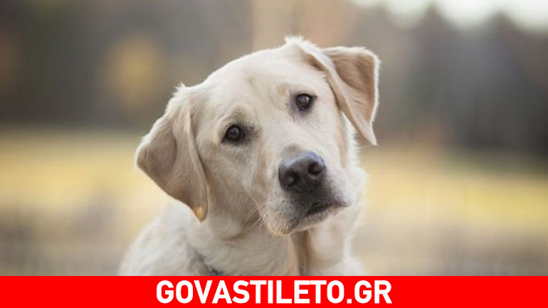 Πρώτες βοήθειες στον σκύλο