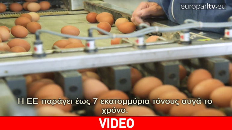 Αυγά: Πως η ΕΕ τα κρατά τα υγιή και ασφαλή
