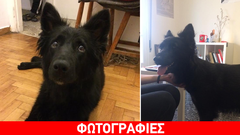 Υιοθετήστε την όμορφη Βάσω και δεν θα το μετανιώσετε!