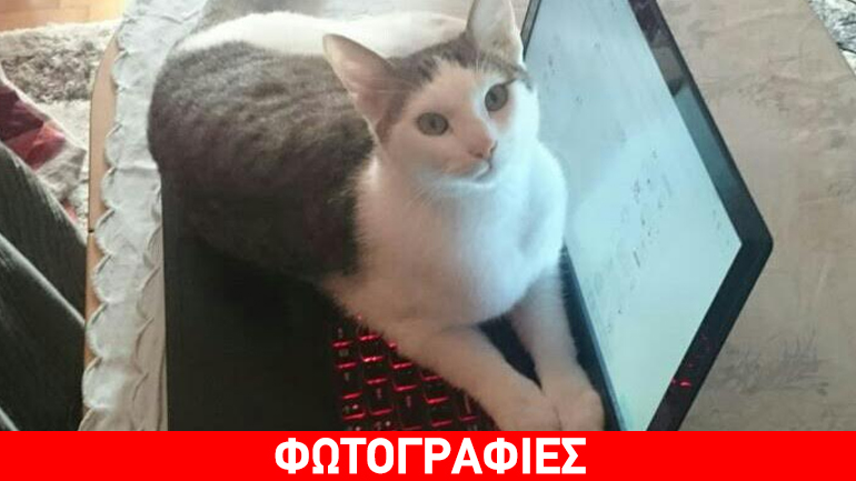 Ο Τσίκο περιμένει την οικογένειά του…