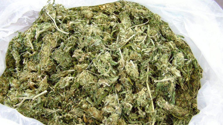 Πάτρα: Έκρυβε κάτω από θάμνους 15 κιλά κάνναβης Πάτρα: Έκρυβε κάτω από θάμνους 15 κιλά κάνναβης