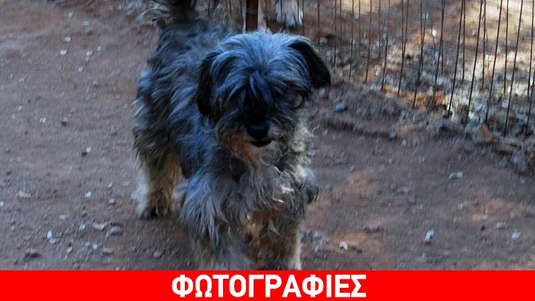 Δώστε μια δεύτερη ευκαιρία σ’ έναν ταλαιπωρημένο γκριφονάκο