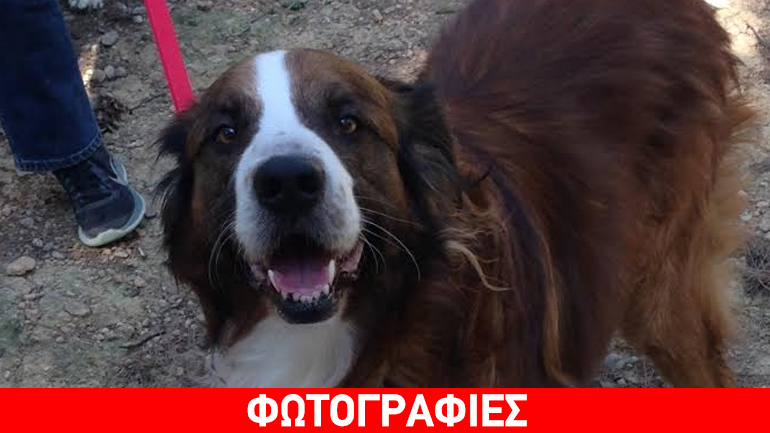 Ο γλυκός Μαρκ αναζητά και πάλι μια οικογένεια