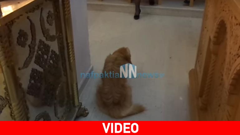 Τρίκορφο Ναυπακτίας: Αδέσποτο σκυλί έκανε Ανάσταση μέσα στον Ιερό Ναό Αγίας Παρασκευής