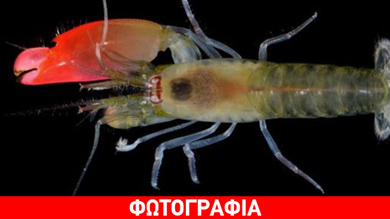 Ανακαλύφθηκε σπάνια γαρίδα με μία ροζ δαγκάνα