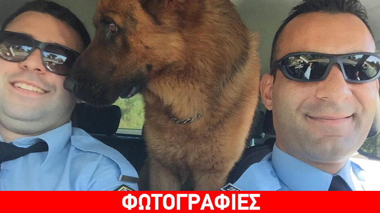 Κρήτη: Στο περιπολικό ο σκύλος που βρέθηκε να περιφέρεται στην εθνική οδό