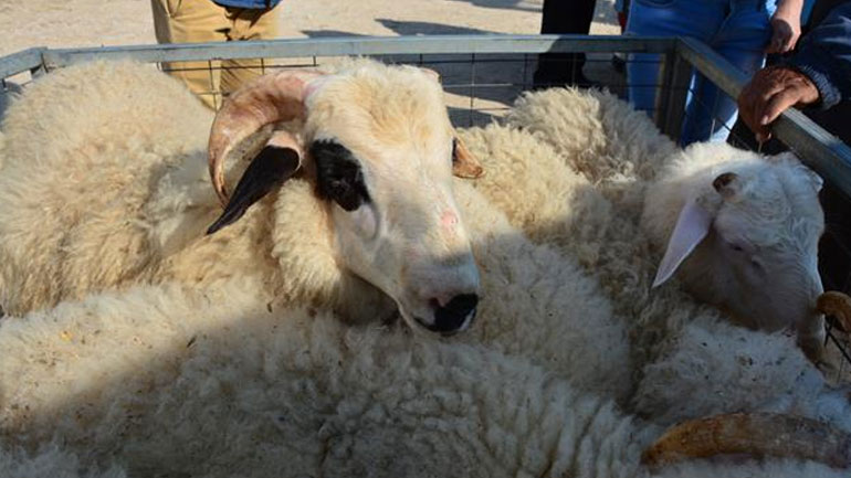 Αμαλιάδα: Αγόρασαν αρνιά με πλαστά ευρώ